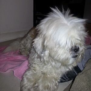 Meet your Posher, Bobby